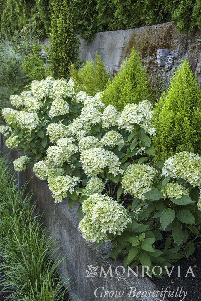 HYDRANGEA LITTLE LIME 3 GAL