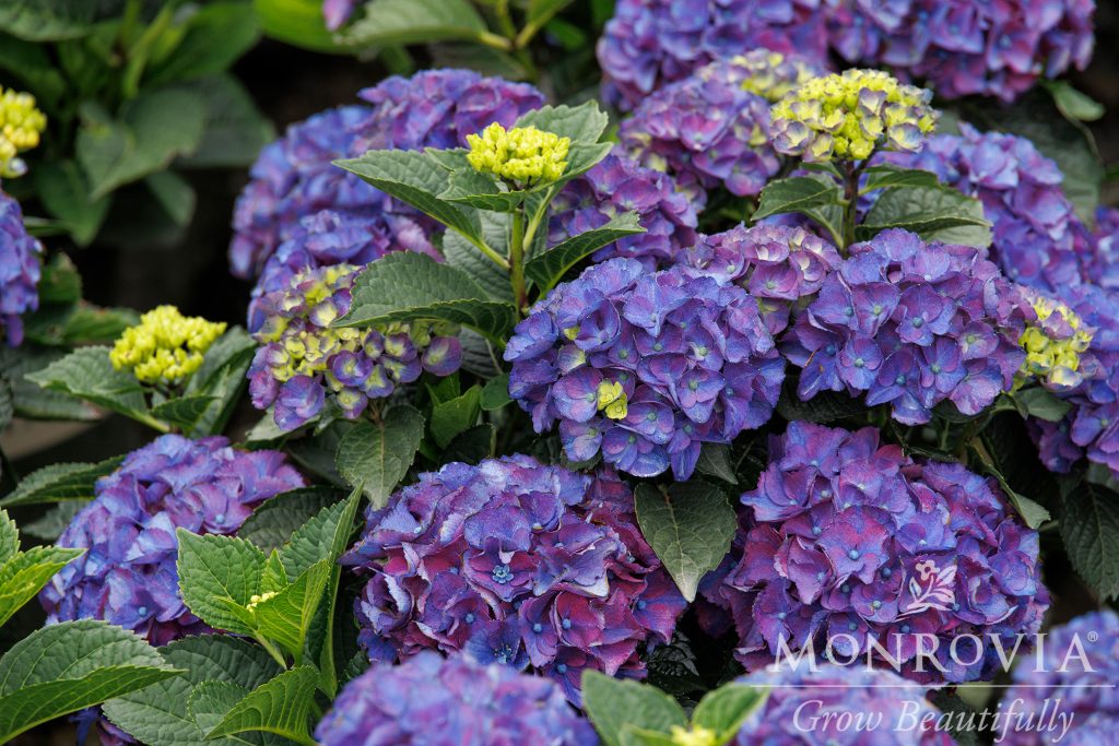 HYDRANGEA NEWPORT 2 GAL