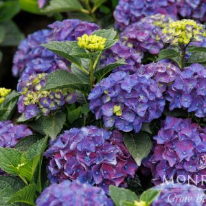 HYDRANGEA NEWPORT 2 GAL