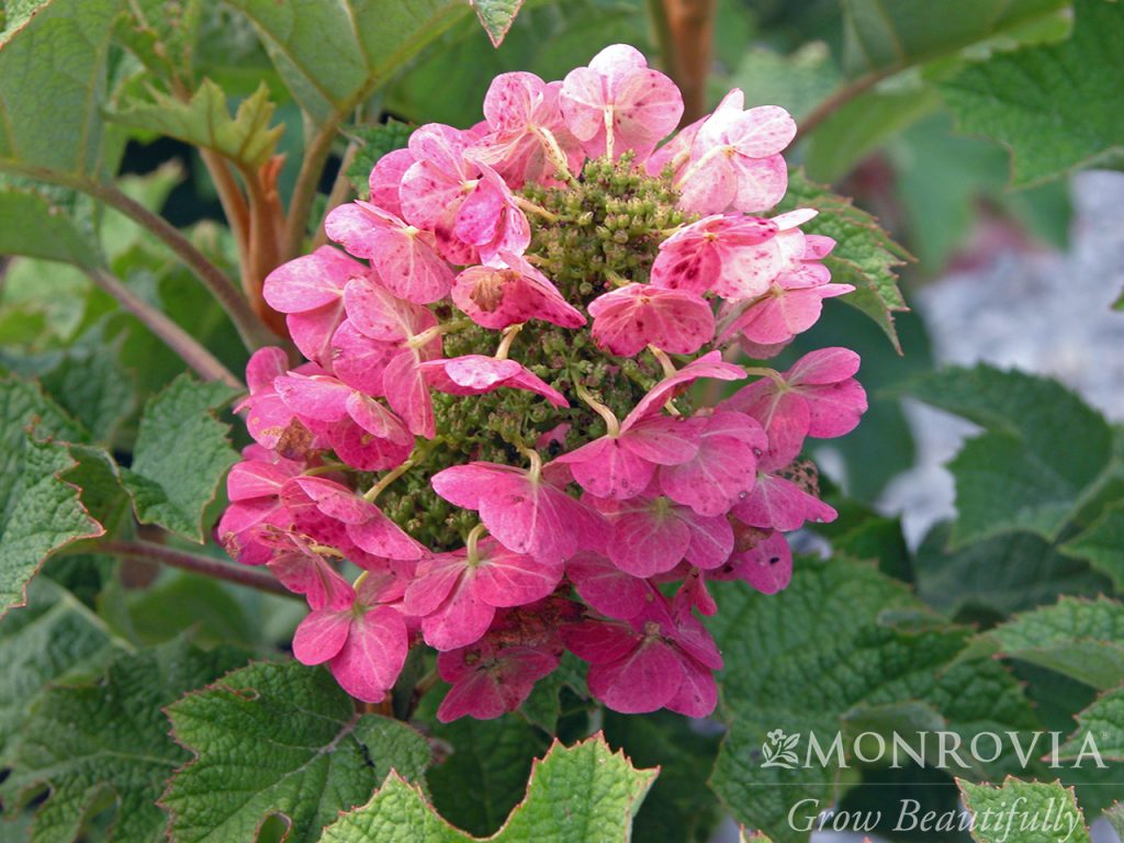 HYDRANGEA OAKLEAF RUBY SLIPPERS 3 GAL