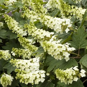 HYDRANGEA OAKLEAF SNOWFLAKE 3 GAL