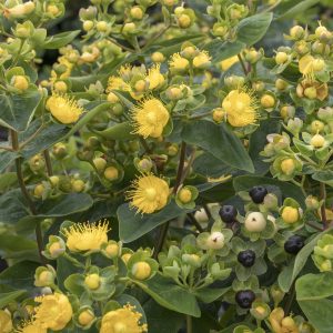 HYPERICUM 3 GAL