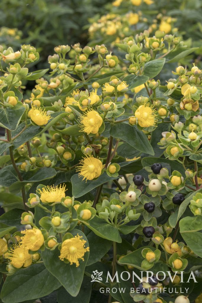 HYPERICUM 3 GAL
