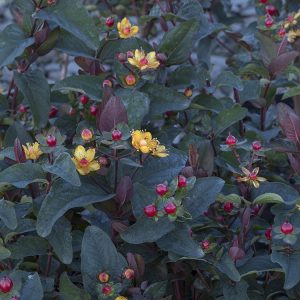 HYPERICUM HIDCOTE 3 GAL