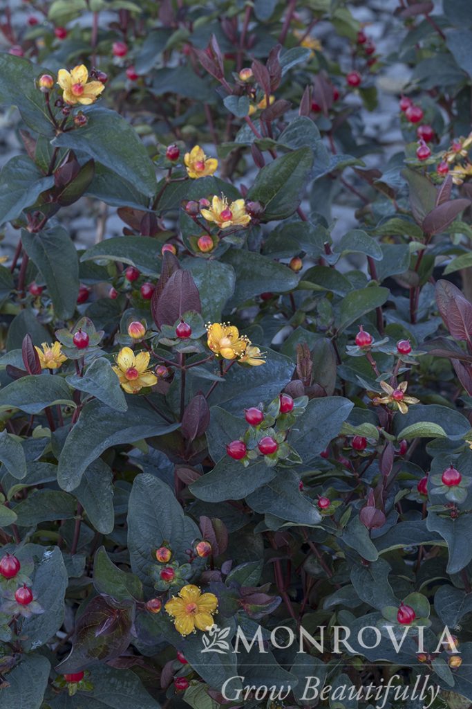 HYPERICUM HIDCOTE 3 GAL