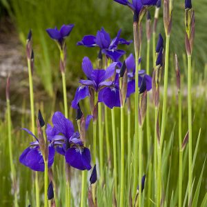 IRIS CAESARS BROTHER 1 GAL