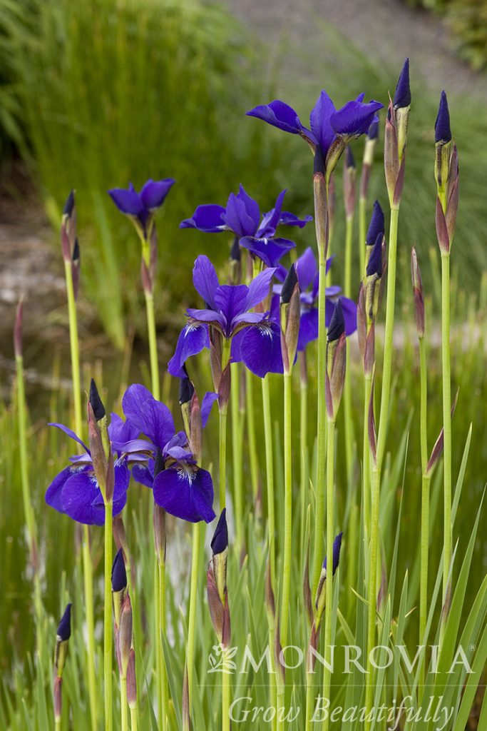 IRIS CAESARS BROTHER 1 GAL