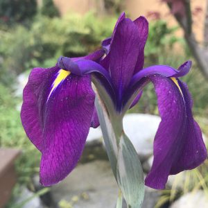 IRIS VARIEGATED 1 GAL