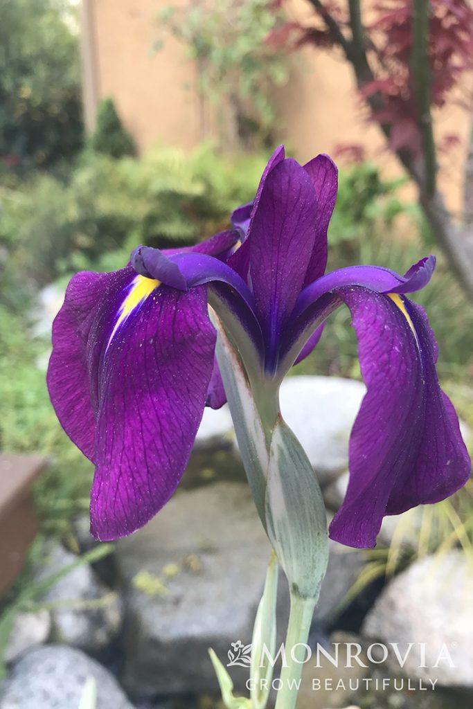 IRIS VARIEGATED 1 GAL