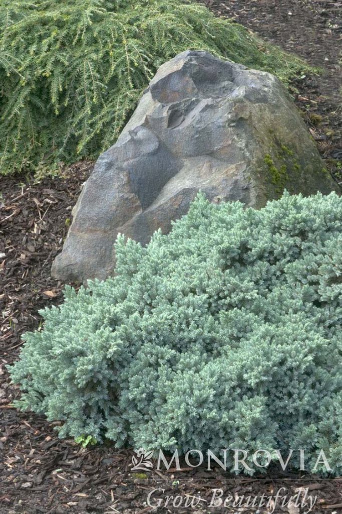 JUNIPER BLUE STAR 7 GAL