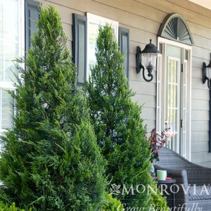 JUNIPER HETZI COLUMNARIS 6 FT