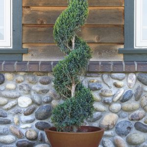 JUNIPER HETZI COLUMNARIS SPIRAL 10 GAL