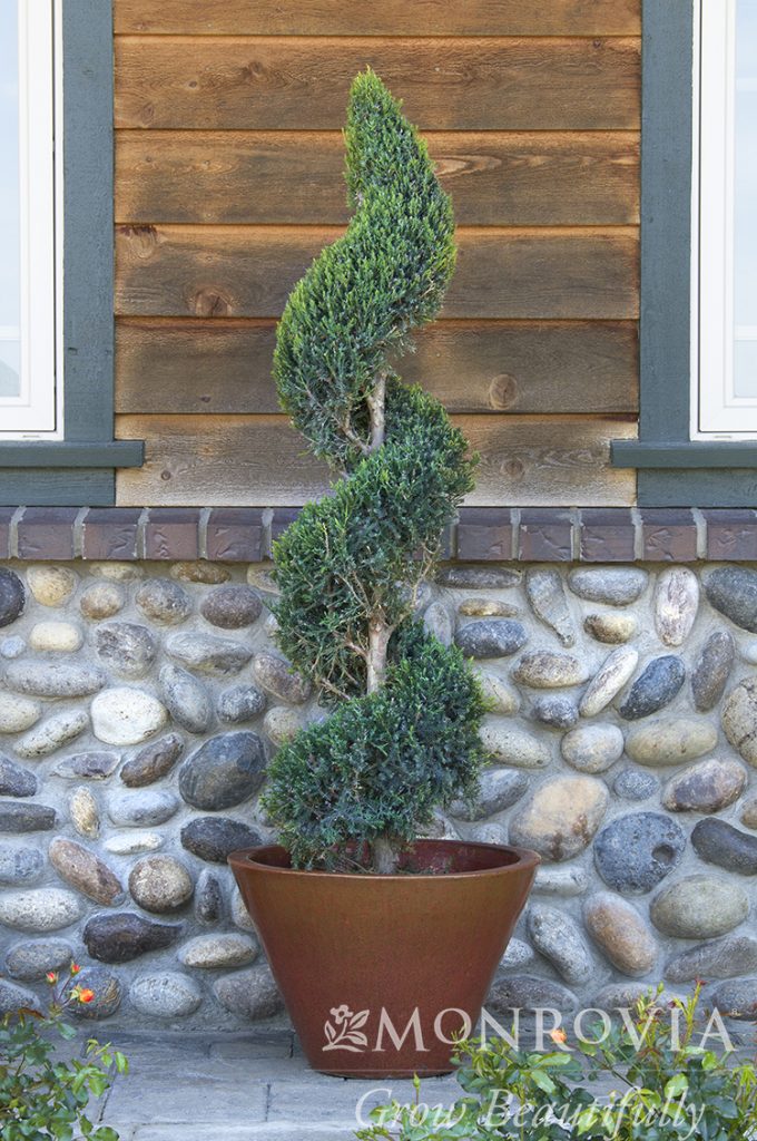 JUNIPER HETZI COLUMNARIS SPIRAL 10 GAL