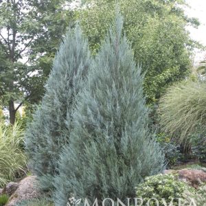 JUNIPER MOONGLOW SPIRAL 5 FT