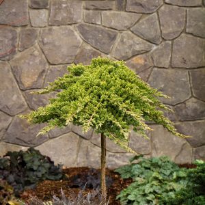 JUNIPER PROCUMBENS NANA 2 GAL