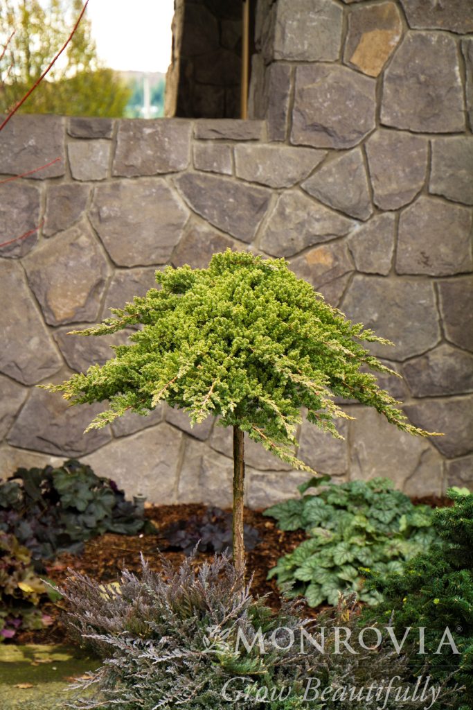 JUNIPER PROCUMBENS NANA 2 GAL
