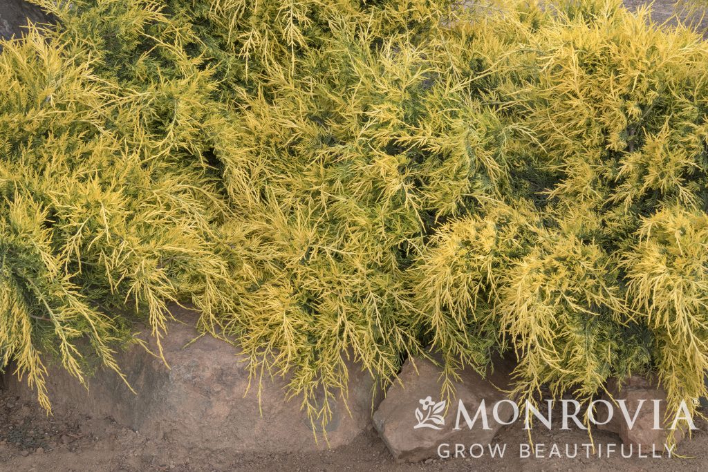 JUNIPER SEA GREEN 3 GAL