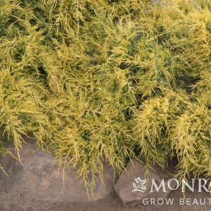 JUNIPER SEA GREEN 3 GAL