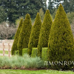 JUNIPER SPARTAN 7-FT