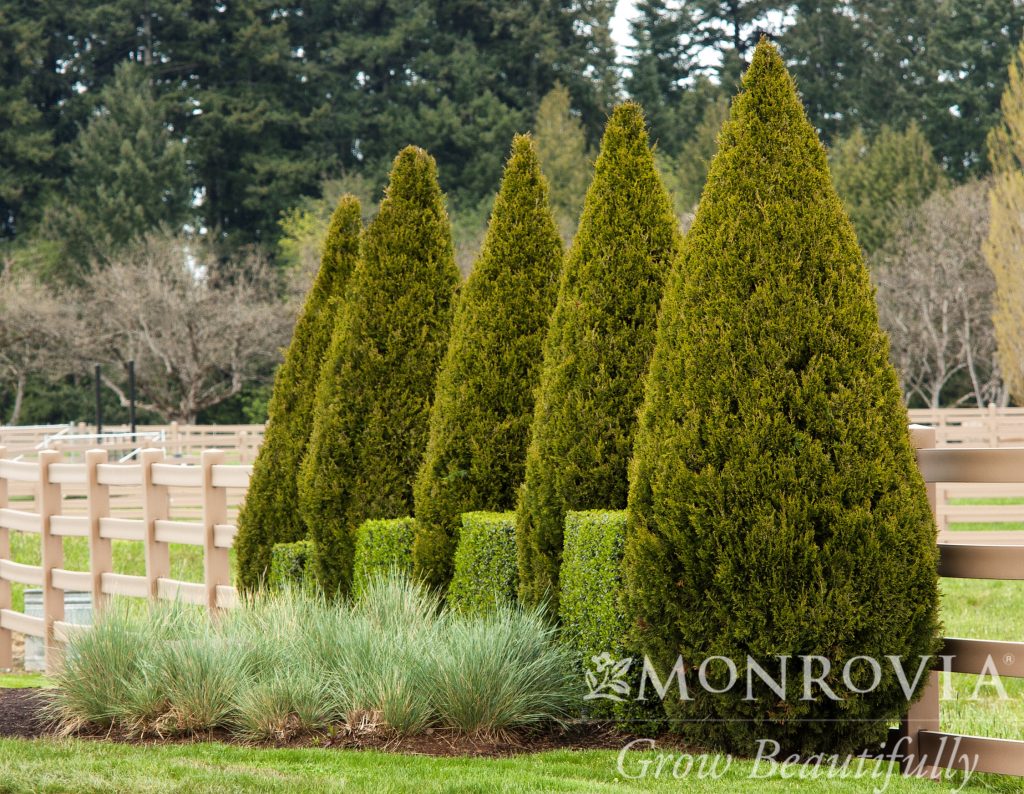 JUNIPER SPARTAN 8-FT