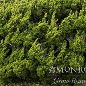 JUNIPER TORULOSA 15 GAL