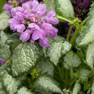 LAMIUM BEACON'S SILVER 1 GAL