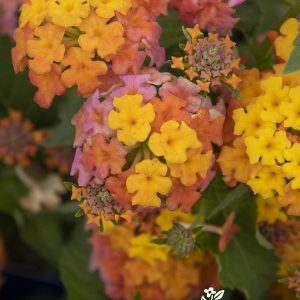 LANTANA MISS HUFF 1 GAL