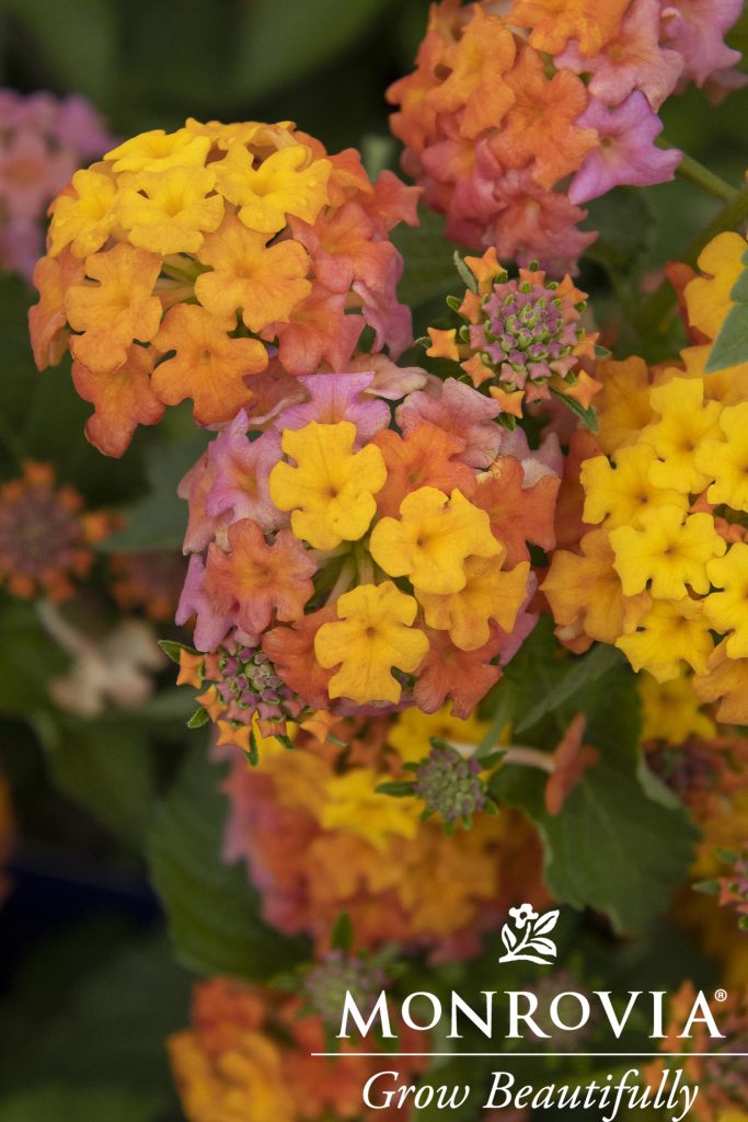 LANTANA MISS HUFF 1 GAL