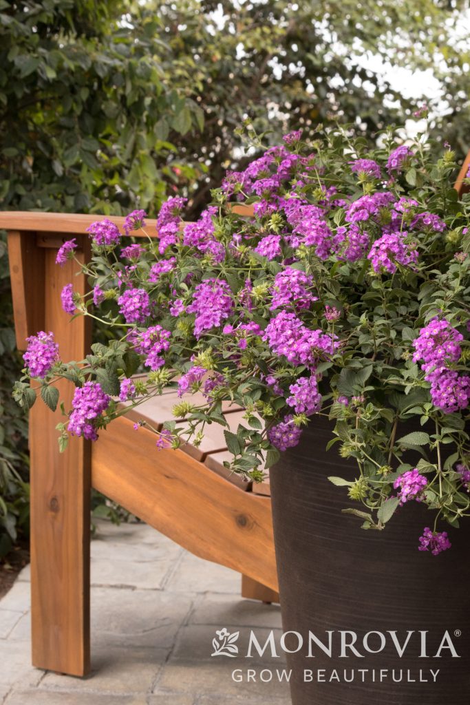 LANTANA PURPLE TRAILING 2 GAL