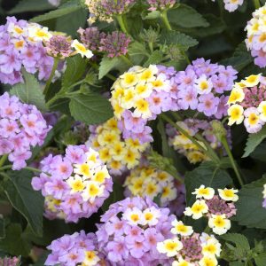 LANTANA ASSTD 1 GAL