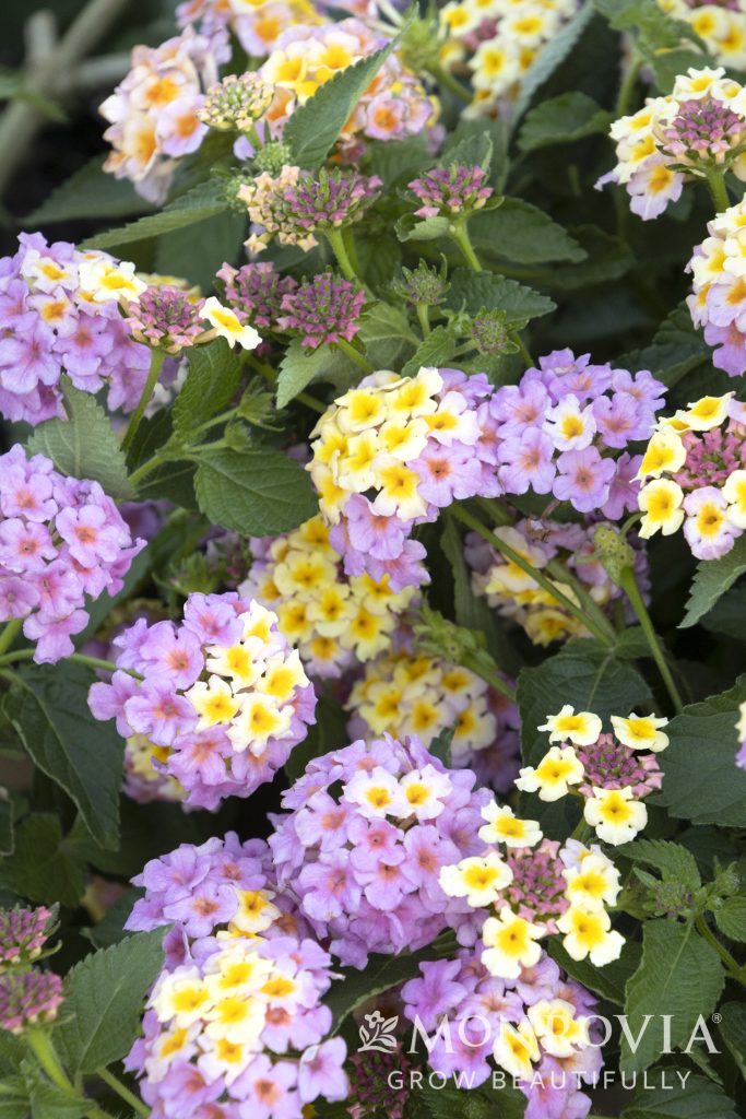 LANTANA ASSTD 1 GAL