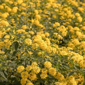 LANTANA CHAPEL HILL GOLD 1 GAL