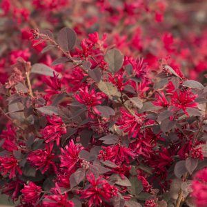 LOROPETALUM EVERRED SUNSET 3 GAL