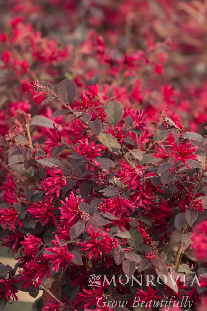 LOROPETALUM EVERRED SUNSET 3 GAL