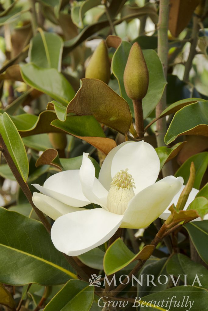 MAGNOLIA BRACKENS BRN BTY 30 GAL