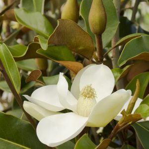 MAGNOLIA BRACKENS BRN BTY 8 FT