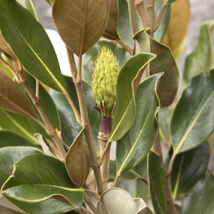 MAGNOLIA LITTLE GEM 12 FT