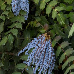 MAHONIA BEALEI 3 GAL