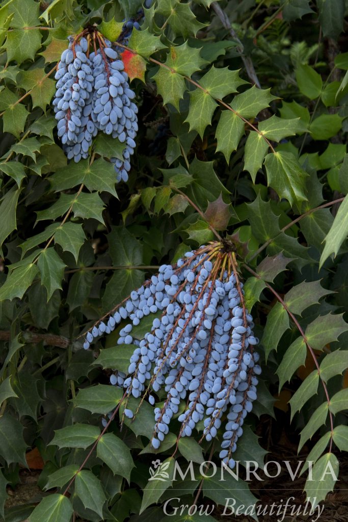 MAHONIA BEALEI 3 GAL