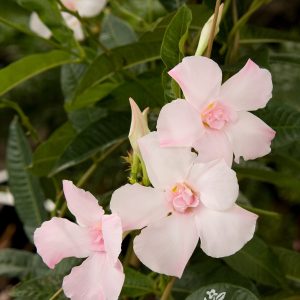 MANDEVILLA 1 GAL