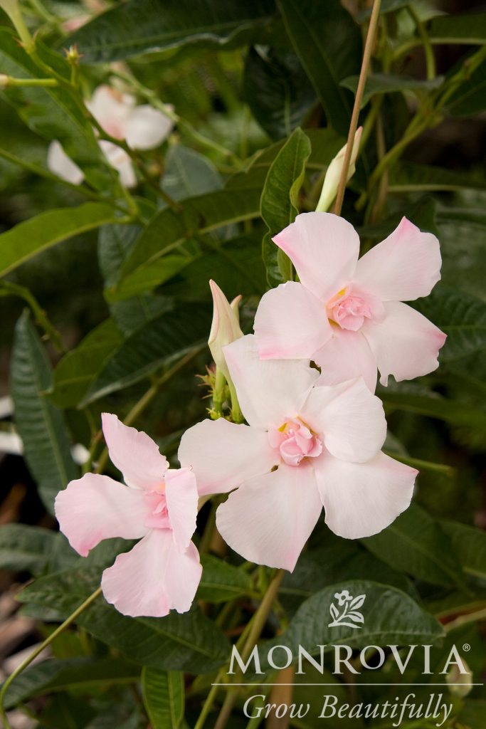 MANDEVILLA 1 GAL