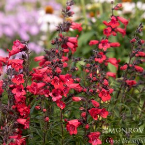 PENSTEMON RED HUSKER 1 GAL