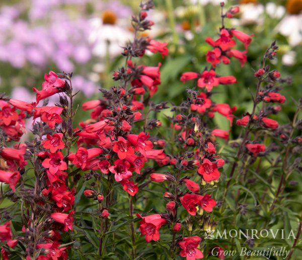 PENSTEMON RED HUSKER 1 GAL