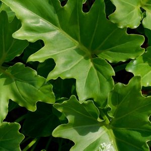 PHILODENDRON SELLOUM 3 GAL