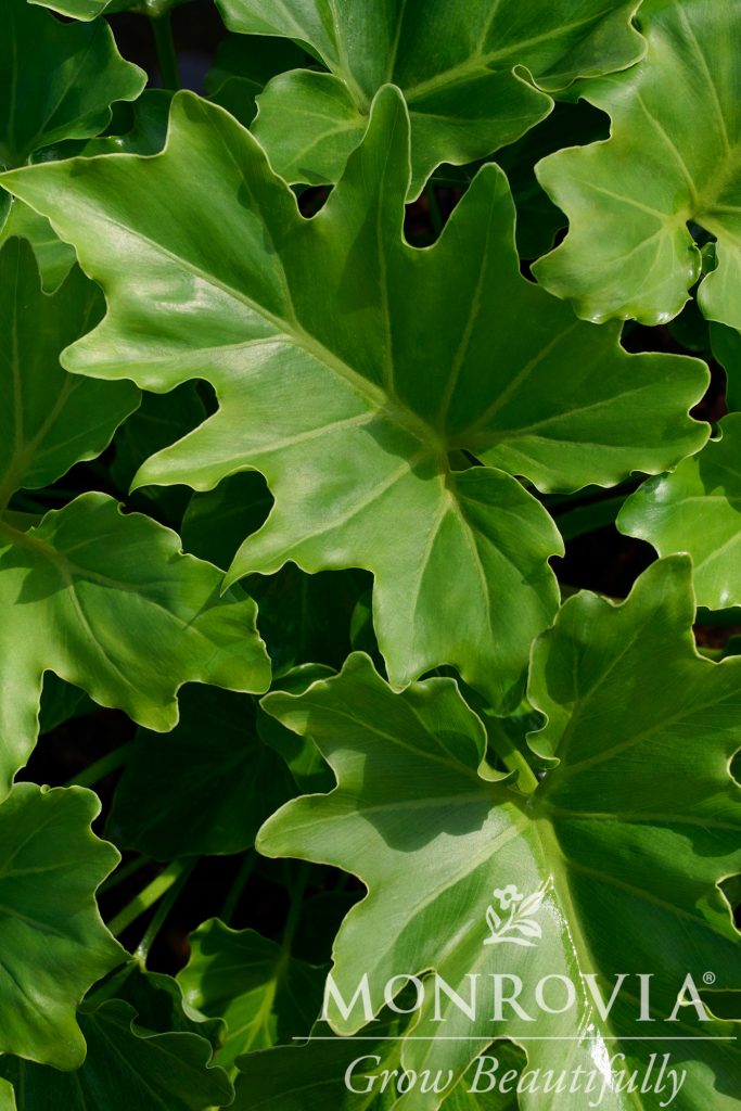 PHILODENDRON SELLOUM 3 GAL