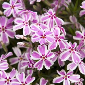 PHLOX CREEPING CANDY STRIPE QUART