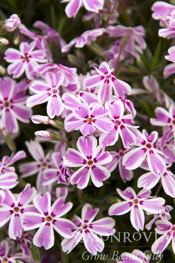 PHLOX CREEPING CANDY STRIPE 1 GAL