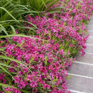 PHLOX CREEPING RED WINGS 1 GAL