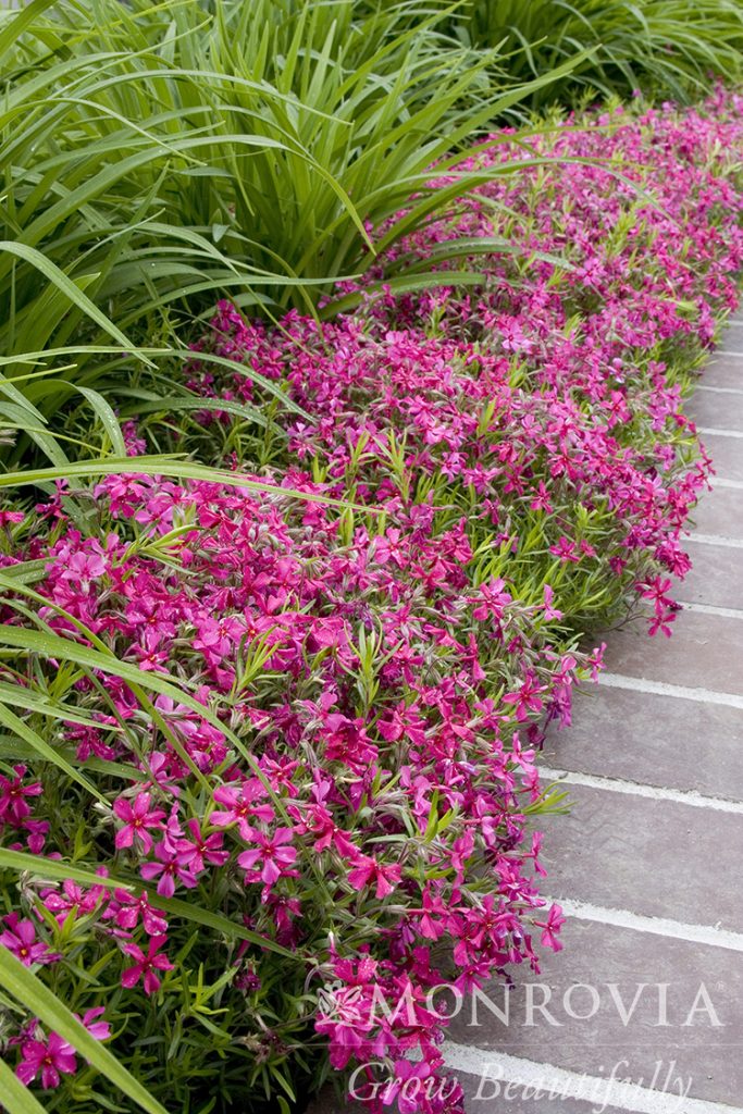 PHLOX CREEPING RED WINGS 1 GAL