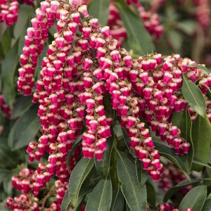 PIERIS FOREST FLAME 2 GAL